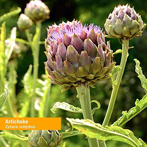 Full-spectrum artichoke extract preserving plant balance