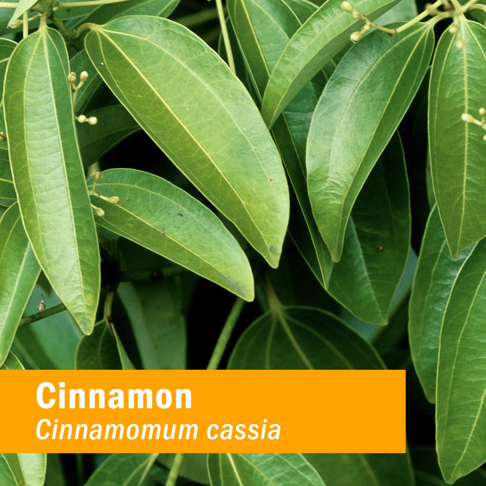 Herb Pharm Cinnamon Drops with dropper for easy, flexible dosing.