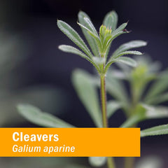 Herb Pharm Cleavers amber tincture appearance signals traditional herbal extraction.