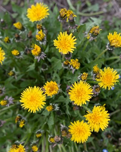 Herb Pharm Dandelion extract undergoing HPTLC fingerprinting