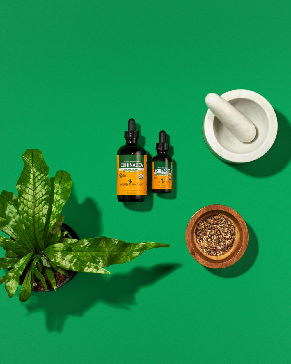 Herb Pharm Echinacea root liquid close-up showing rich color and fresh origin.