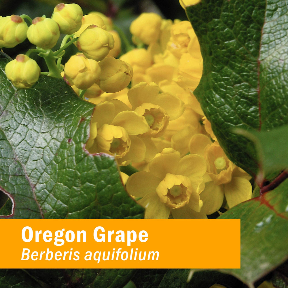 Herb Pharm Oregon Grape Root liquid extract dropper enables easy dosing.