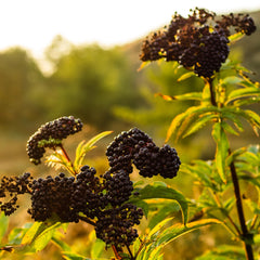 Herb Pharm organic farm symbol communicates sustainable elderberry sourcing.