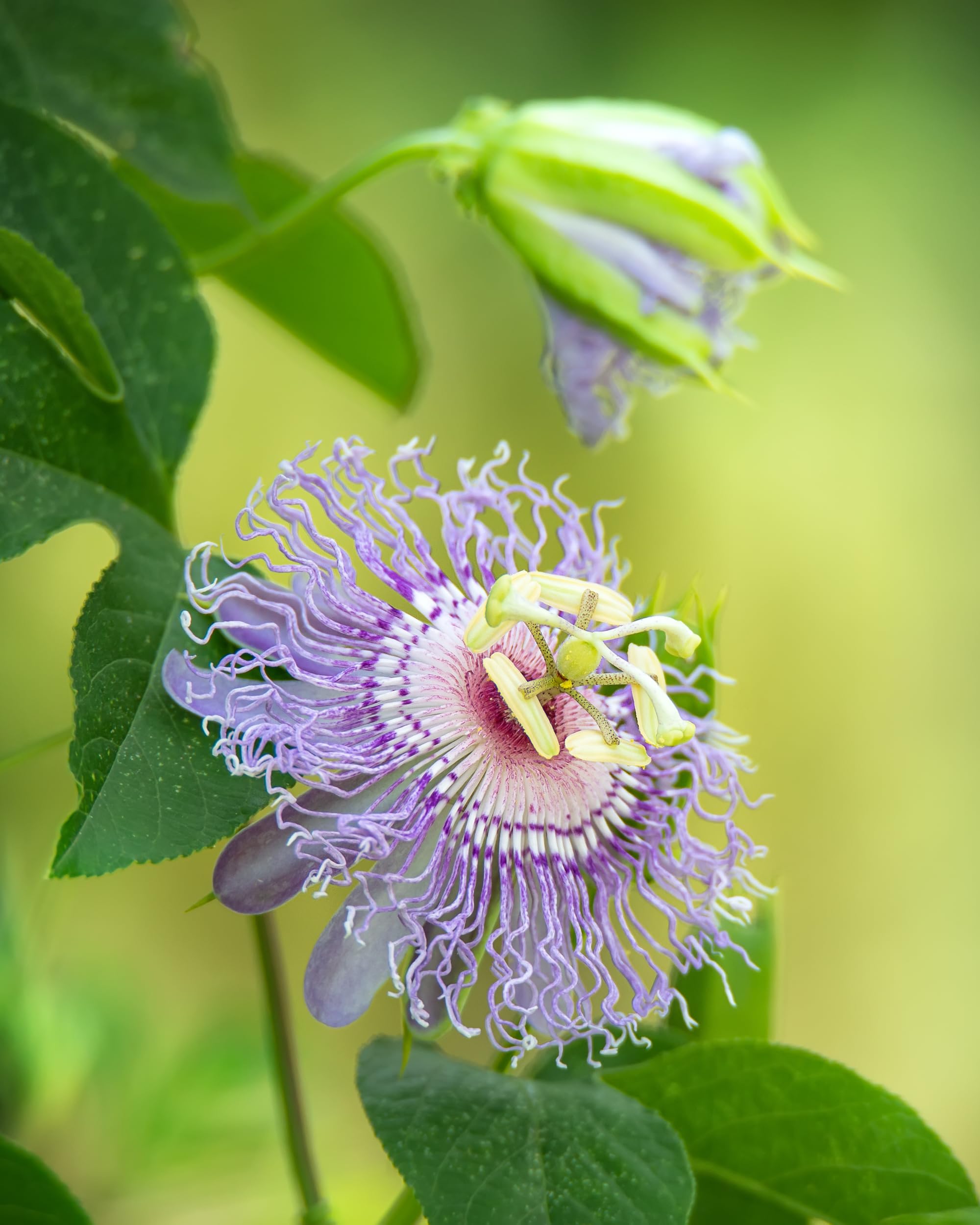 Close-up of Herb Pharm organic Passionflower bottle.