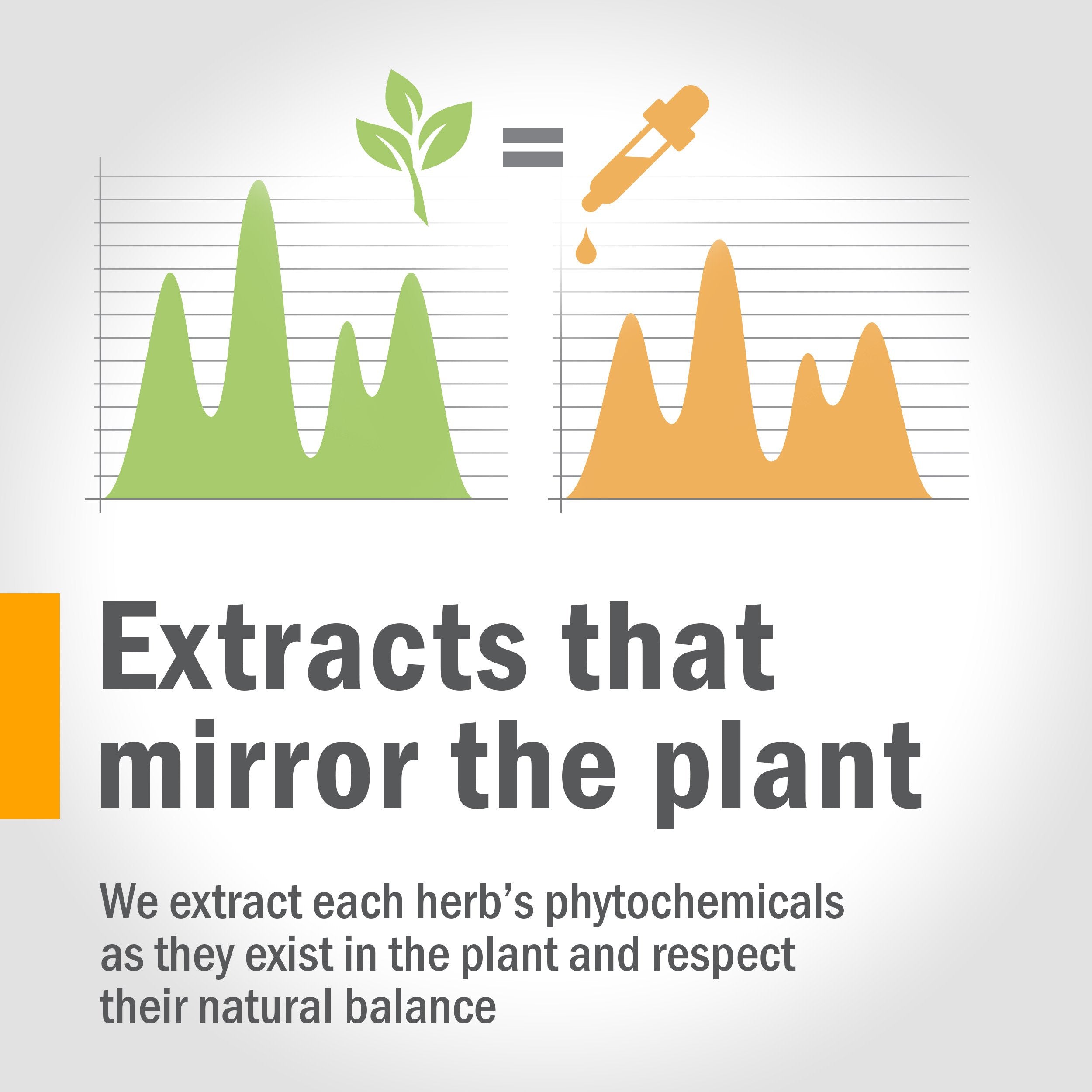 Extraction process emphasizing potency and purity of Red Root Liquid Extract.