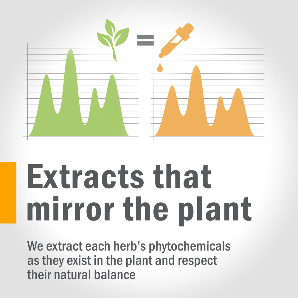 Extraction process emphasizing potency and purity of Red Root Liquid Extract.