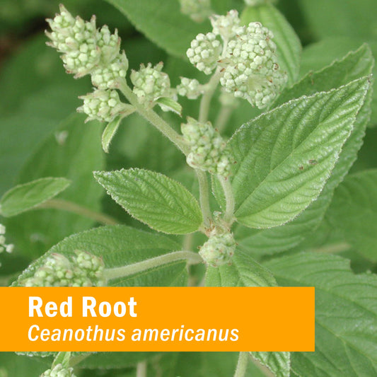 Dropper close-up of Red Root Liquid Extract for convenient, precise dosing.