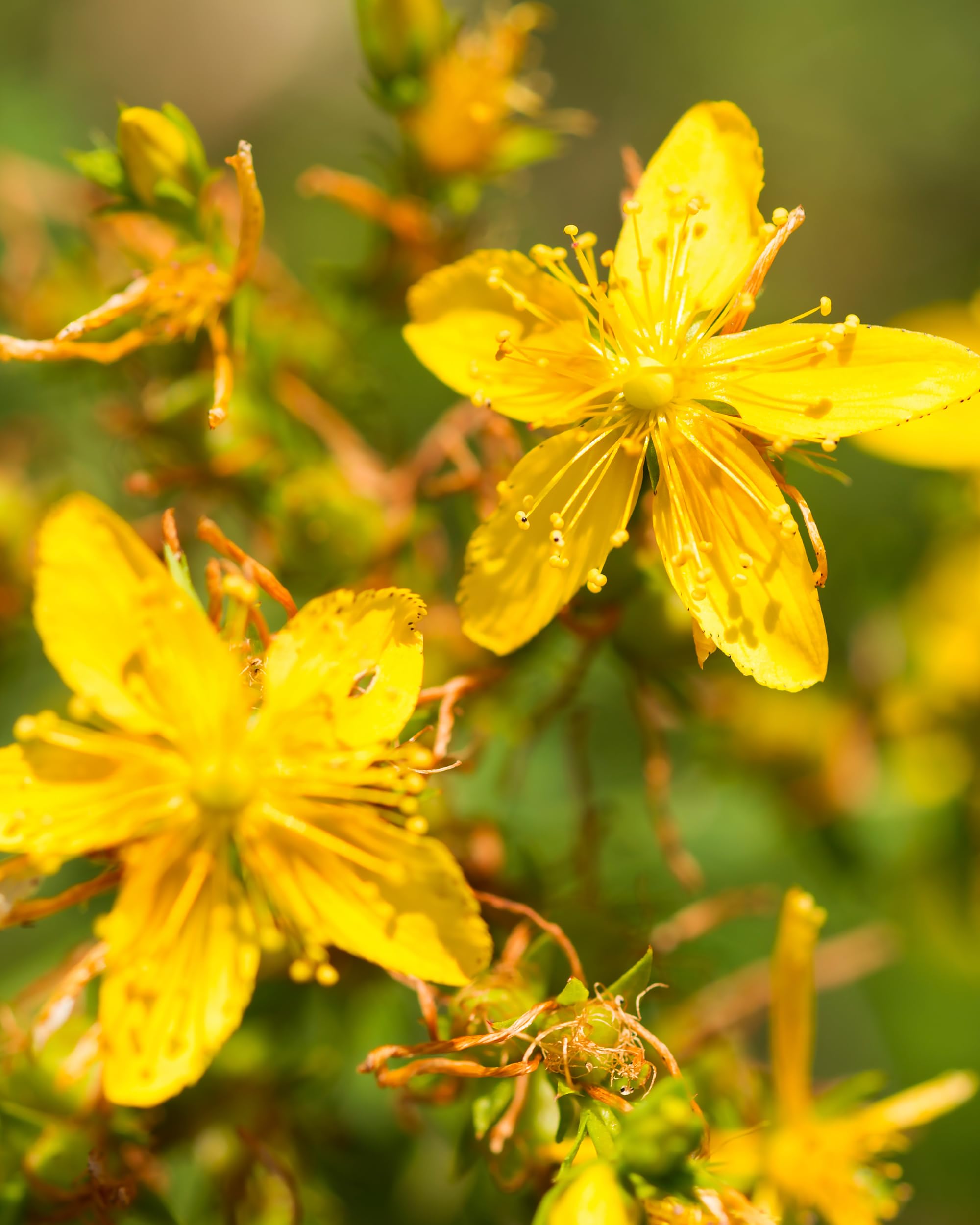 Herb Pharm fresh flowering tops highlight high-quality raw material.