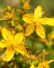 Herb Pharm fresh flowering tops highlight high-quality raw material.
