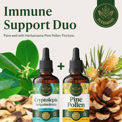No artificial colors or flavors in HERBAMAMA Cryptolepis tincture