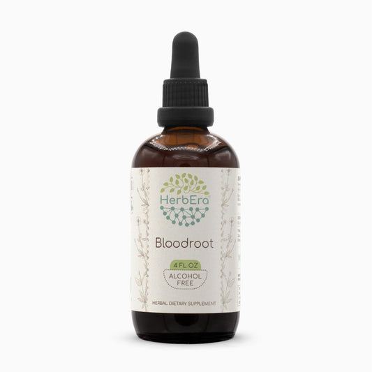 HerbEra Bloodroot B120 bottle front, alcohol-free tincture labeled for easy identification and use