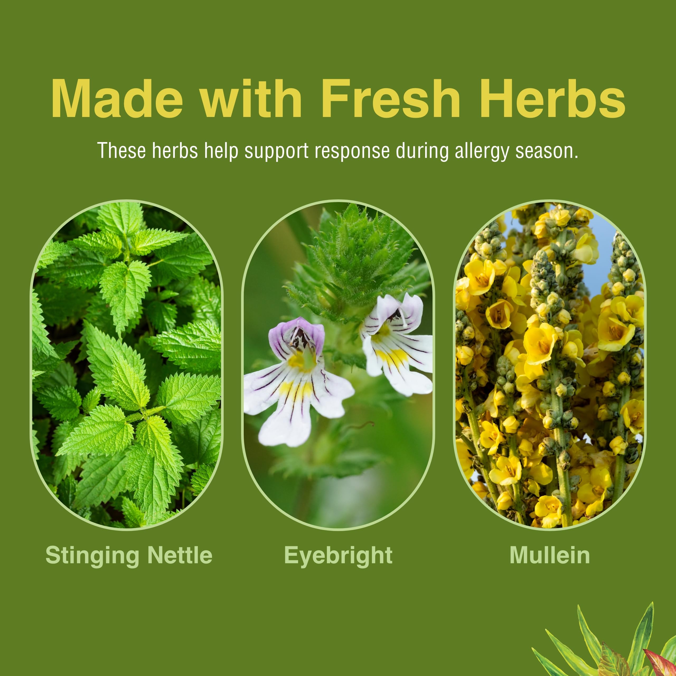 Herbs Etc. herbs such as stinging nettle and eyebright pictured as key ingredients