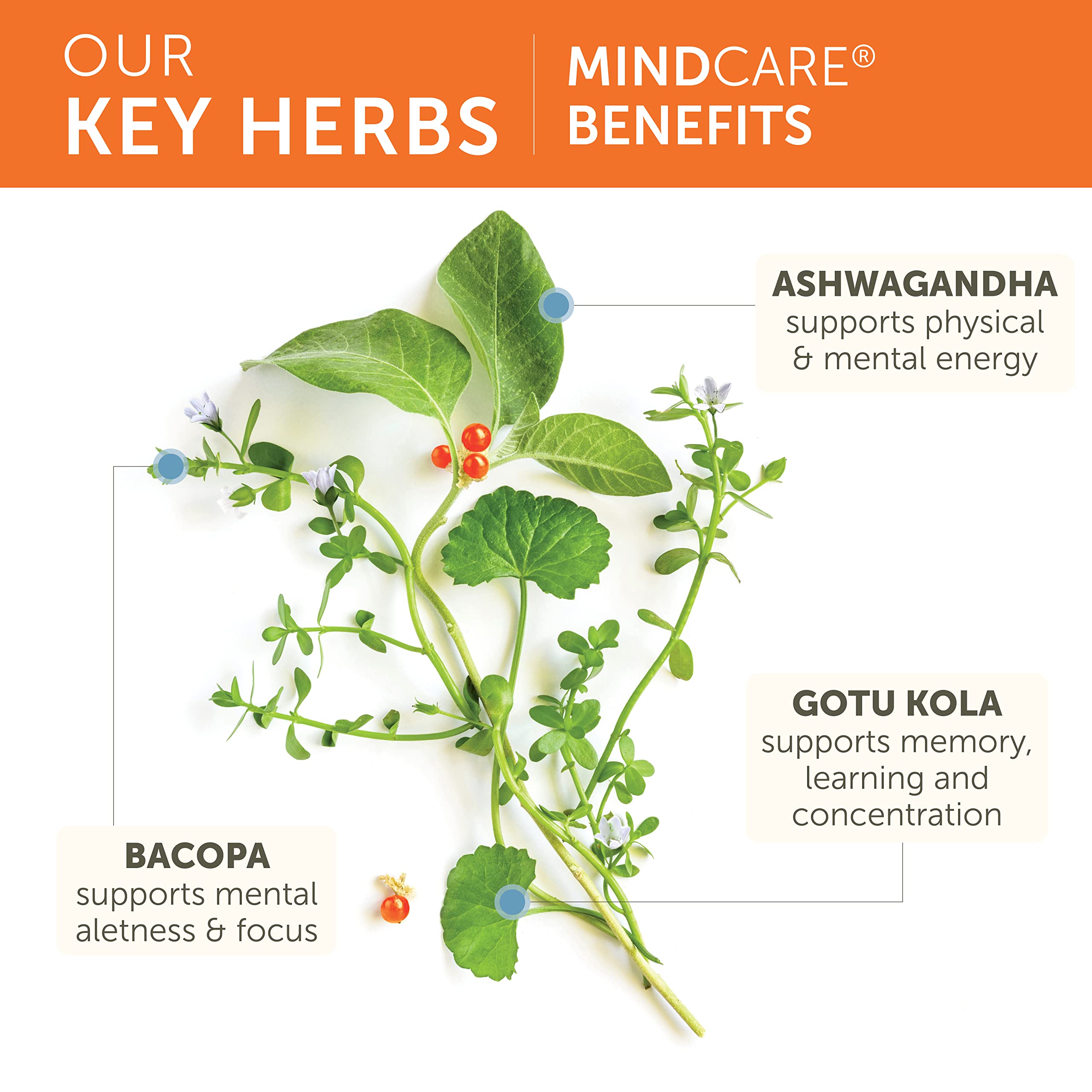 Himalaya MindCare ingredients panel featuring Bacopa, Gotu Kola, and Ashwagandha