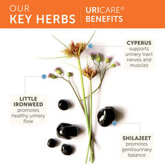 Ayurvedic ingredients chart featuring Cyperus and Shilajeet in UriCare.