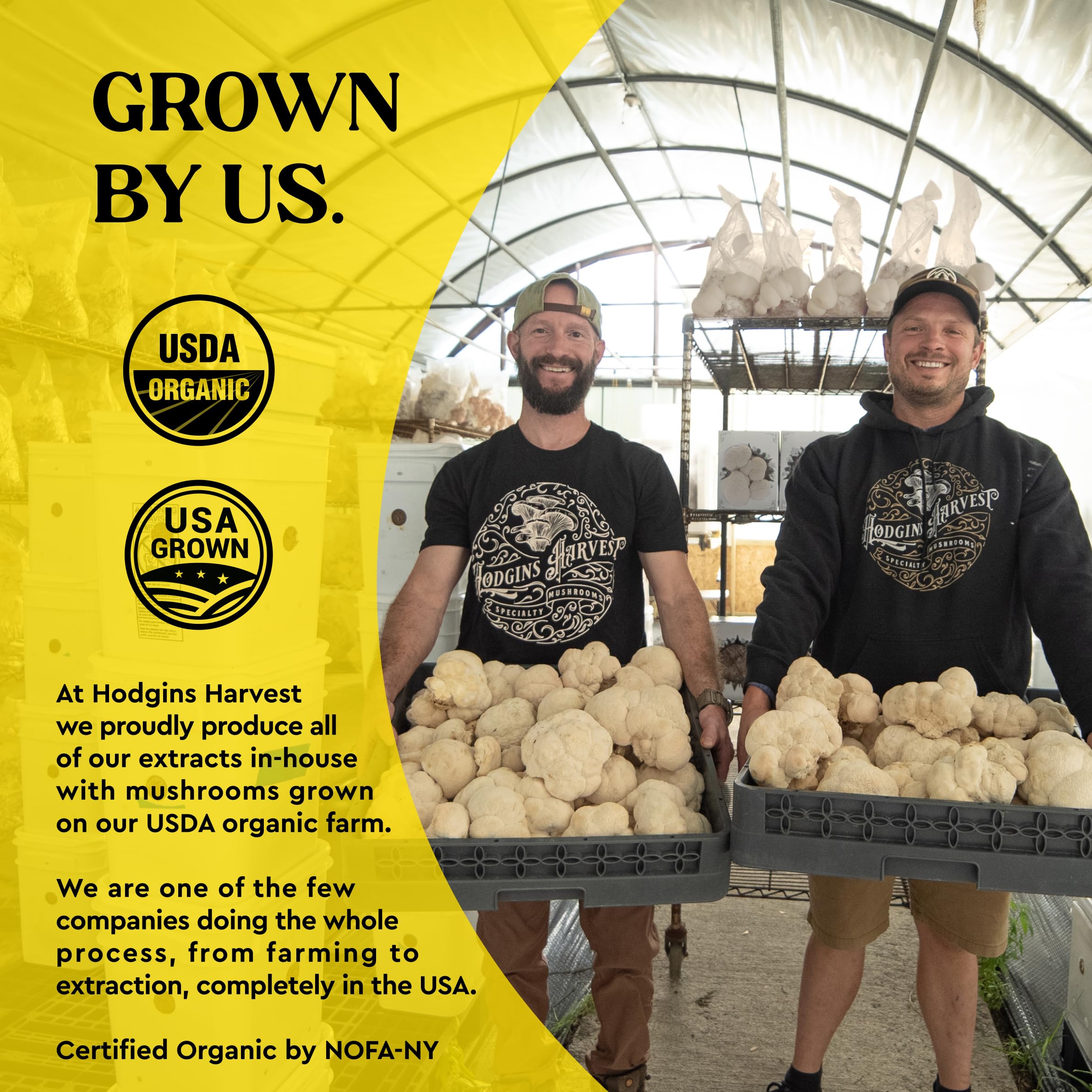 Dual extraction process shown for full-spectrum mushroom tincture