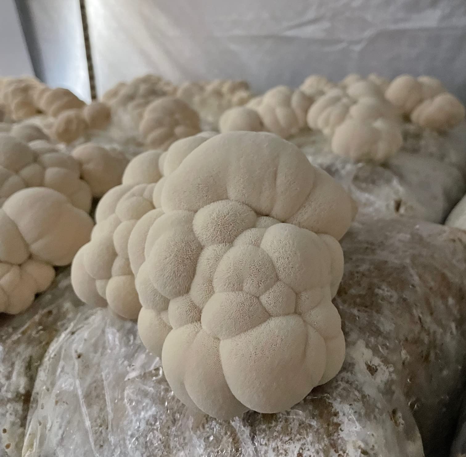 Mix tincture into coffee or tea for easier consumption