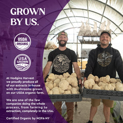 Hodgins Harvest organic turkey tail mushrooms grown on our USA farm