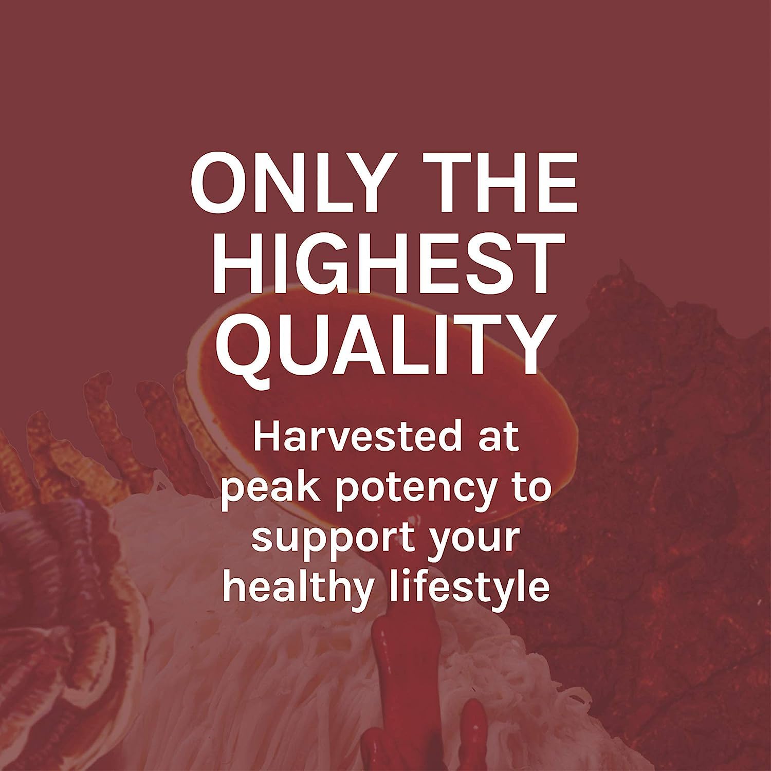 Host Defense Reishi Extract bottle enhancing vitality in a cozy kitchen.