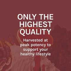 Host Defense Reishi Extract bottle enhancing vitality in a cozy kitchen.