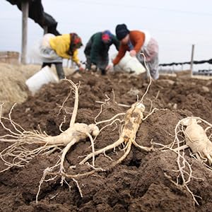 Hsu's ginseng powder with Kosher certification seal