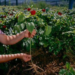hsus tea-ready ginseng aroma ideal for infusion
