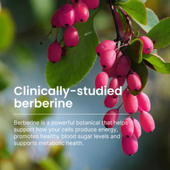 Humann SuperBerine grape seed extract icon highlights gut-friendly tolerability support.