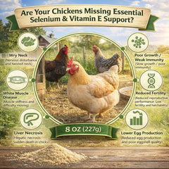 IVULTRA selenium vitamin E powder suitable for all poultry types in flocks.
