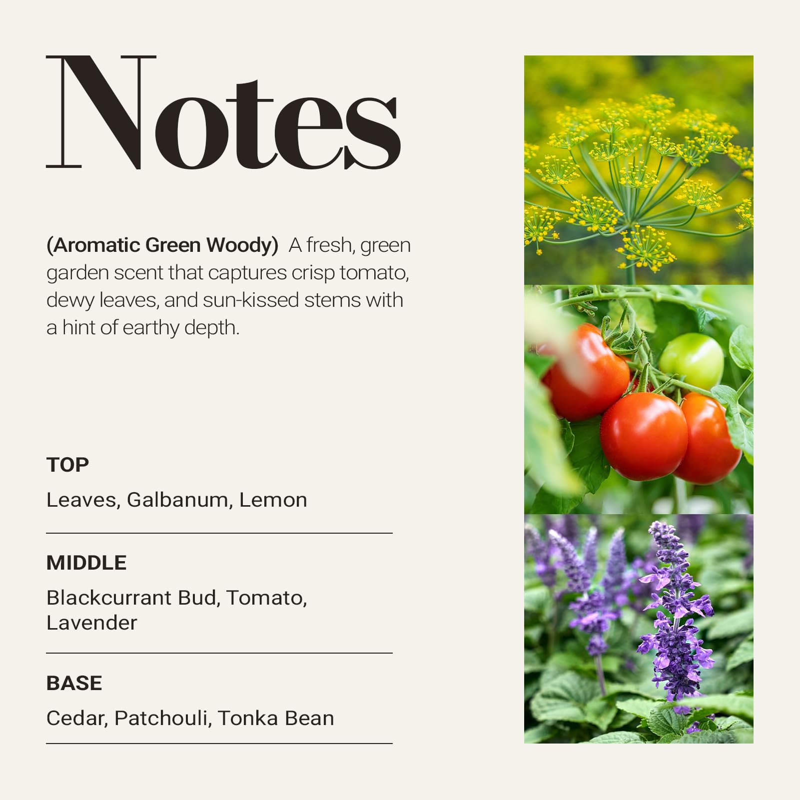 Close-up of tomato leaf notes highlighting fresh garden aroma in a room setup.