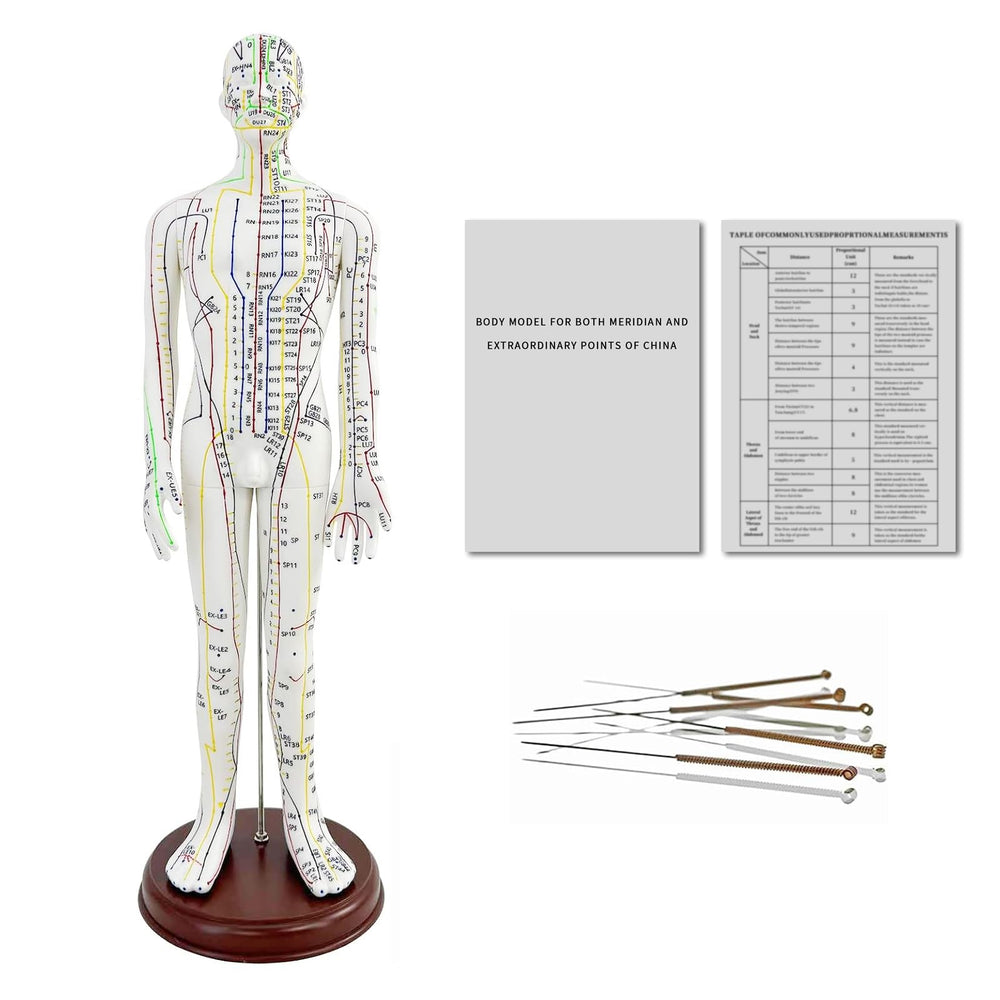 KDJFS 1/3 life-size model front view shows precise acupuncture point locations for study