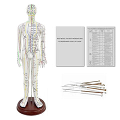 KDJFS 1/3 life-size model front view shows precise acupuncture point locations for study