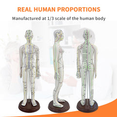 KDJFS acupuncture model point location labels help learners memorize key meridians.