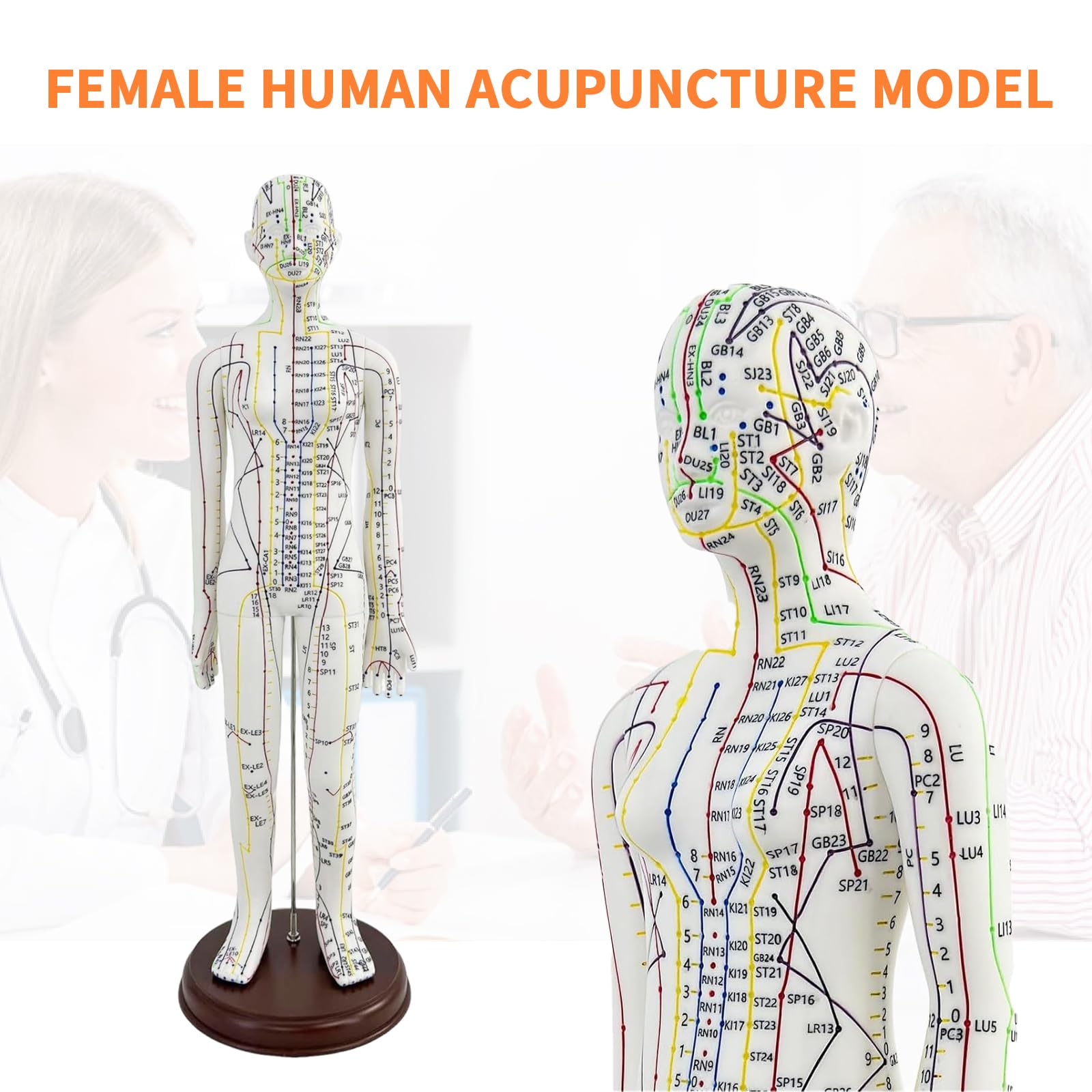 KDJFS one-third life-size acupuncture model back view for needle insertion practice.