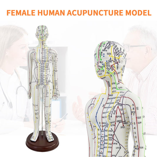 KDJFS one-third life-size acupuncture model back view for needle insertion practice.