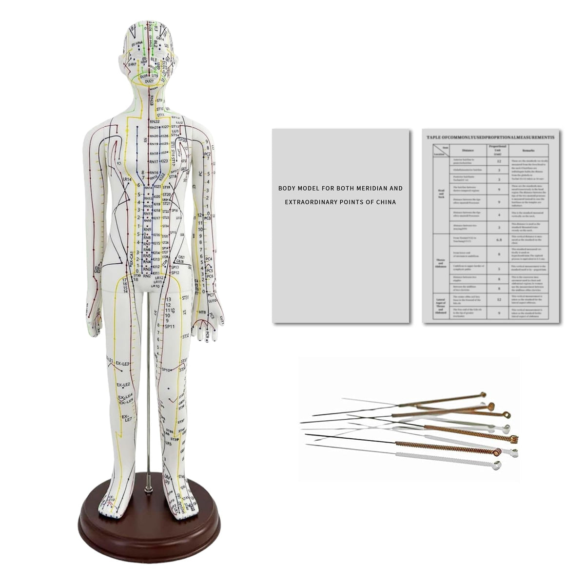 KDJFS one-third life-size acupuncture model front view for precise point mapping practice.