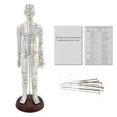 KDJFS one-third life-size acupuncture model front view for precise point mapping practice.