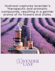 Lavender Lane label design highlights clean, premium lavender hydrosol packaging.