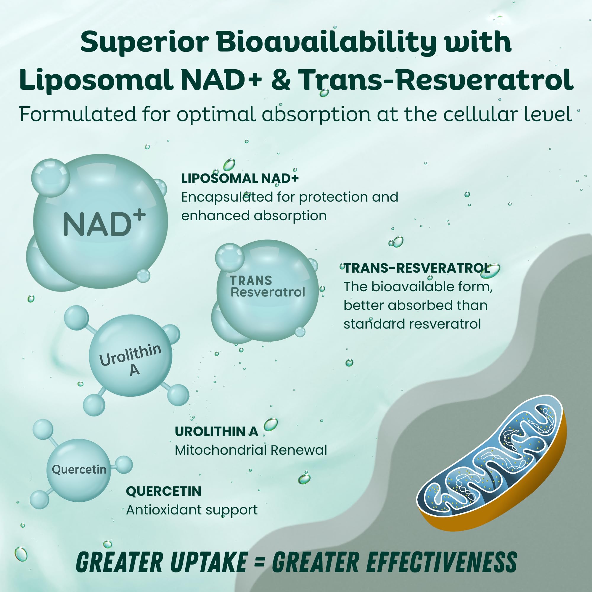 LebenKraft NAD Supplement capsules closeup showing easy daily dosing.