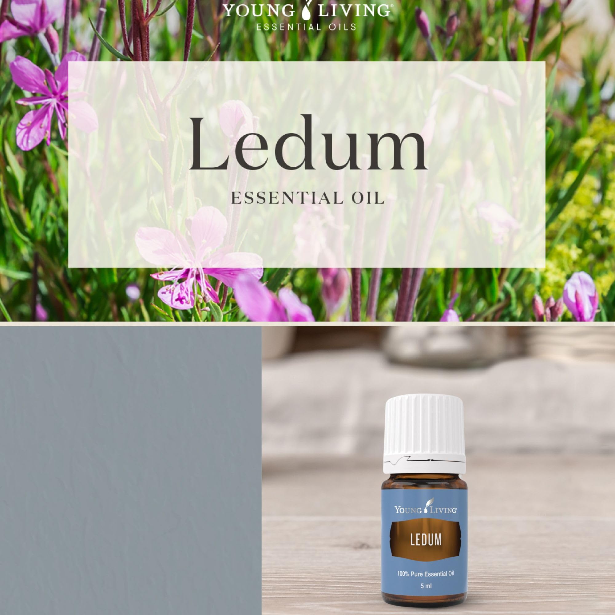 Ledum oil closeup with drop showing purity and natural infusion.