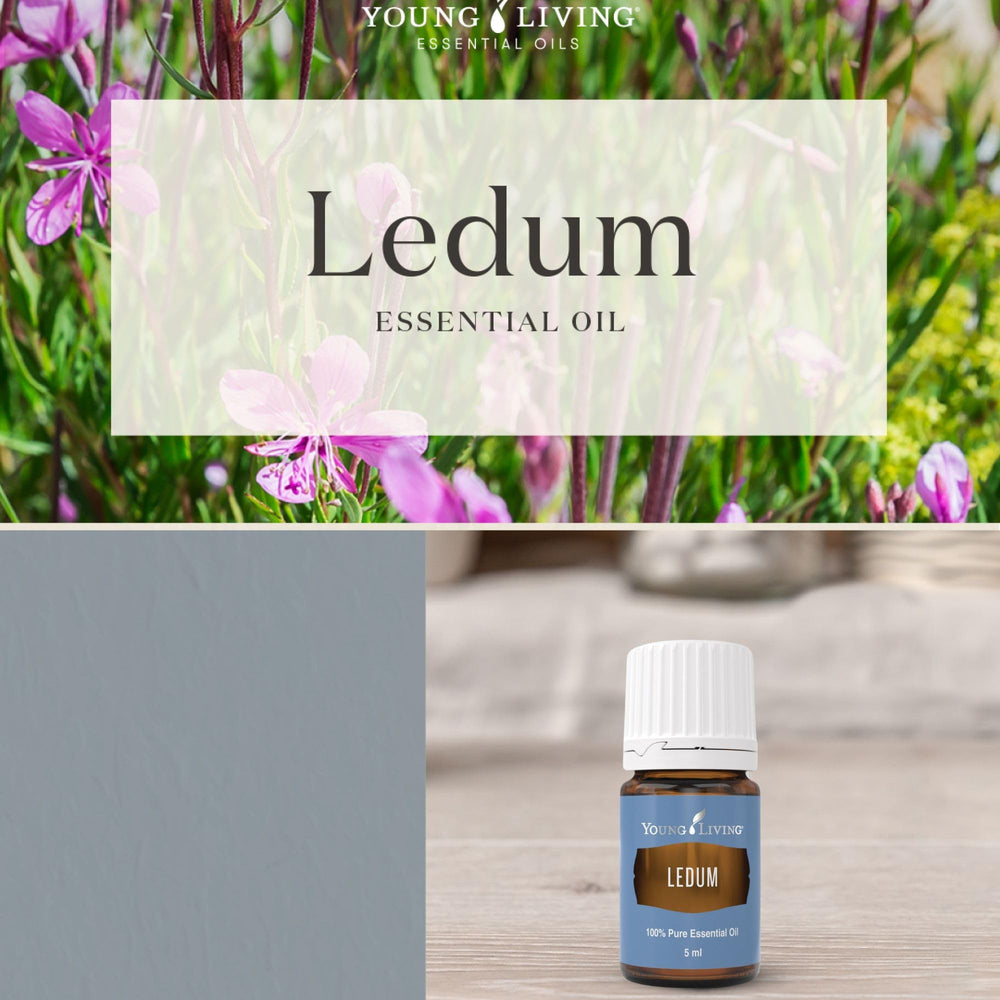 Ledum oil closeup with drop showing purity and natural infusion.