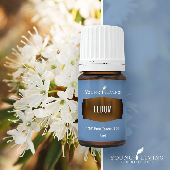 Diffuser scene showcasing Ledum aroma enhancing sacred atmosphere.