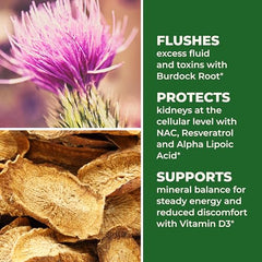 LifeSeasons Kidney Support capsules close-up indicates easy daily intake.