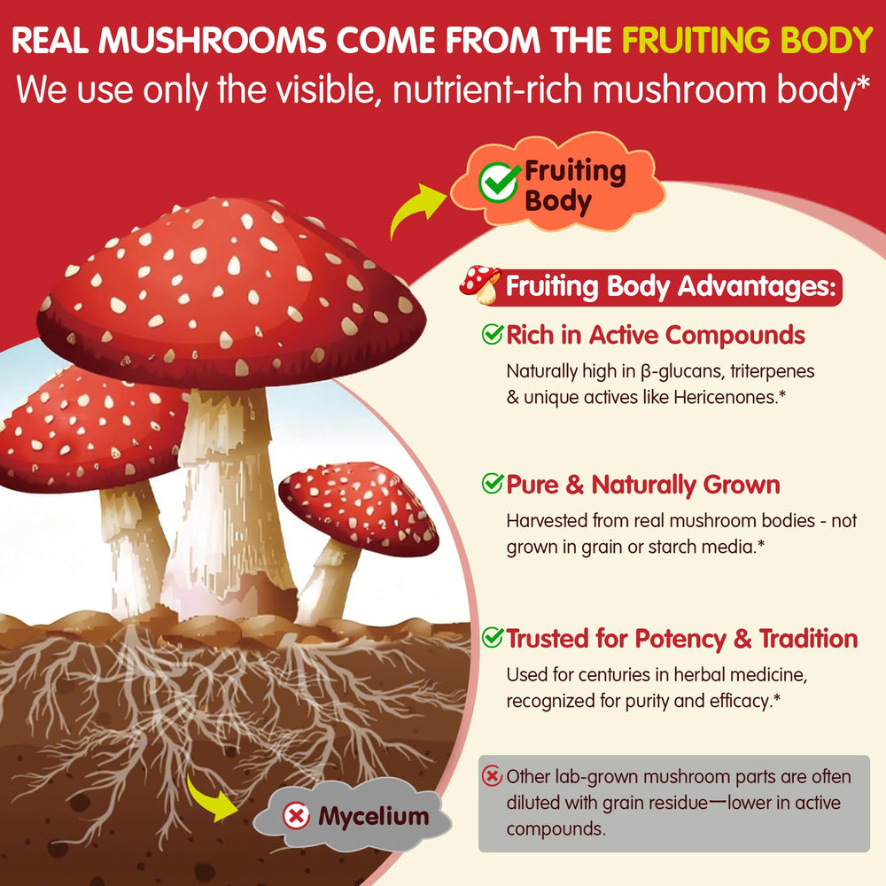 LILICARE chaga-reishi ingredients visual highlights potent mushroom blend for balanced wellness