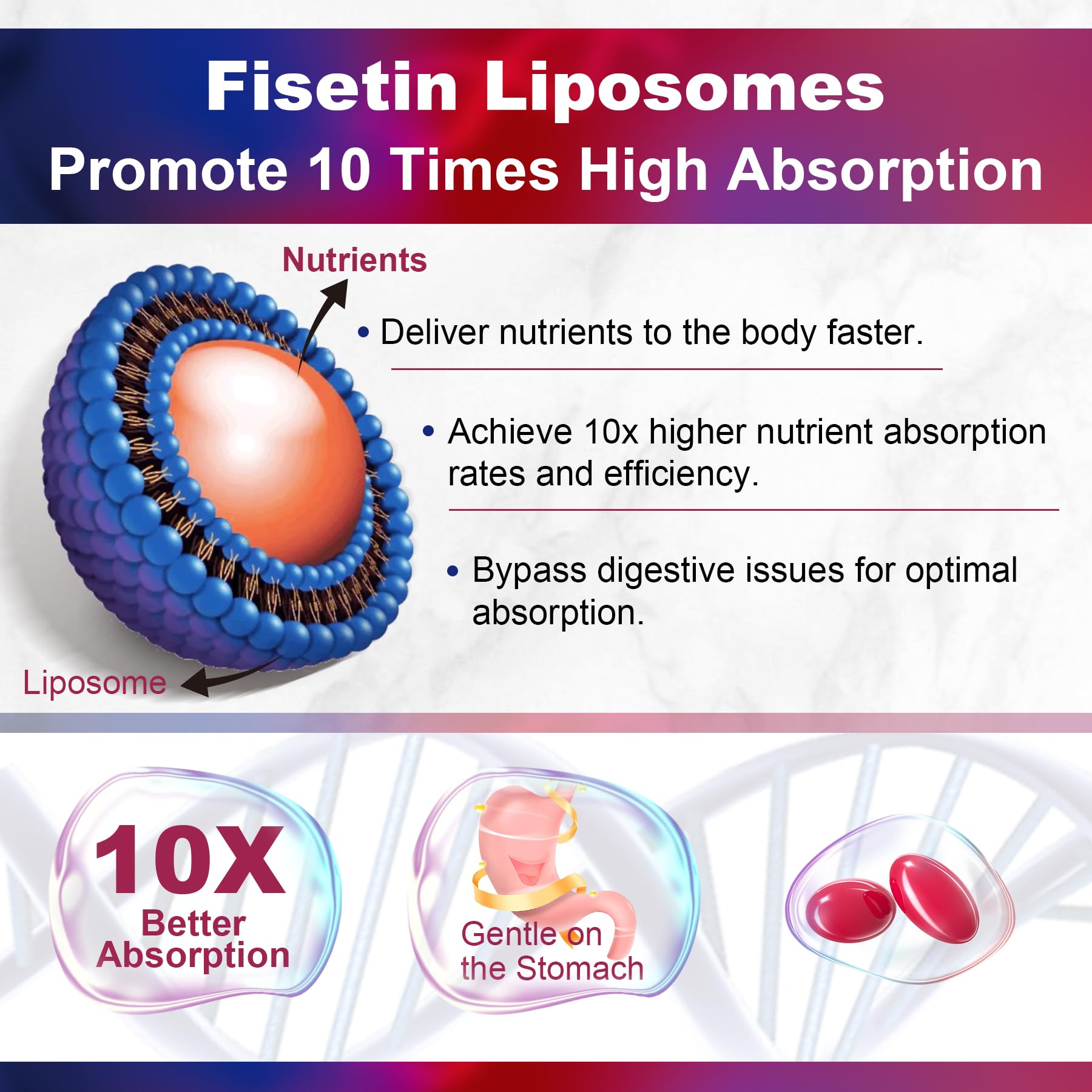 LILICARE Fisetin liposomal delivery illustration indicating improved absorption