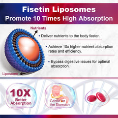 LILICARE Fisetin liposomal delivery illustration indicating improved absorption