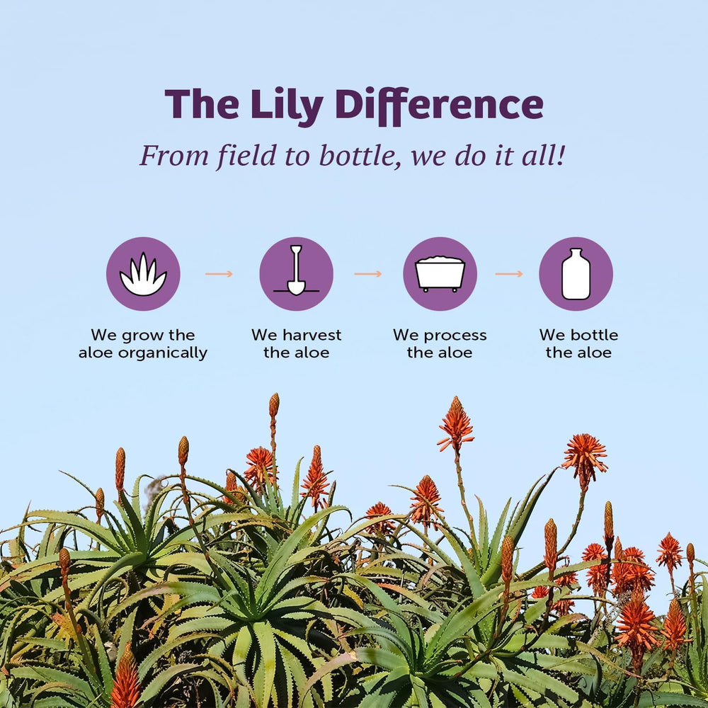 Lily of the Desert two-pack on kitchen counter ready for use