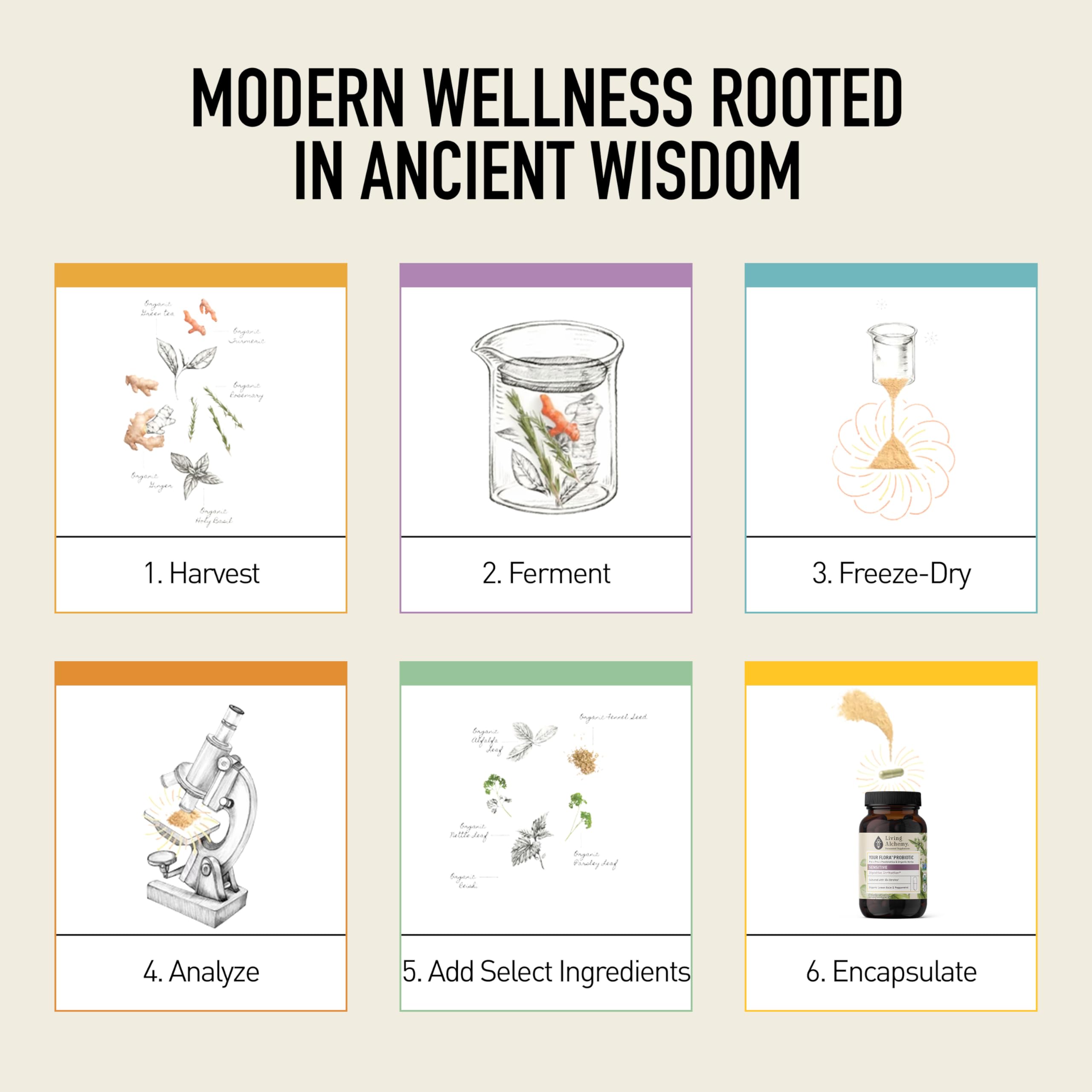 Living Alchemy Your Flora Probiotic Sensitive product line image reflects gentle, holistic gut care