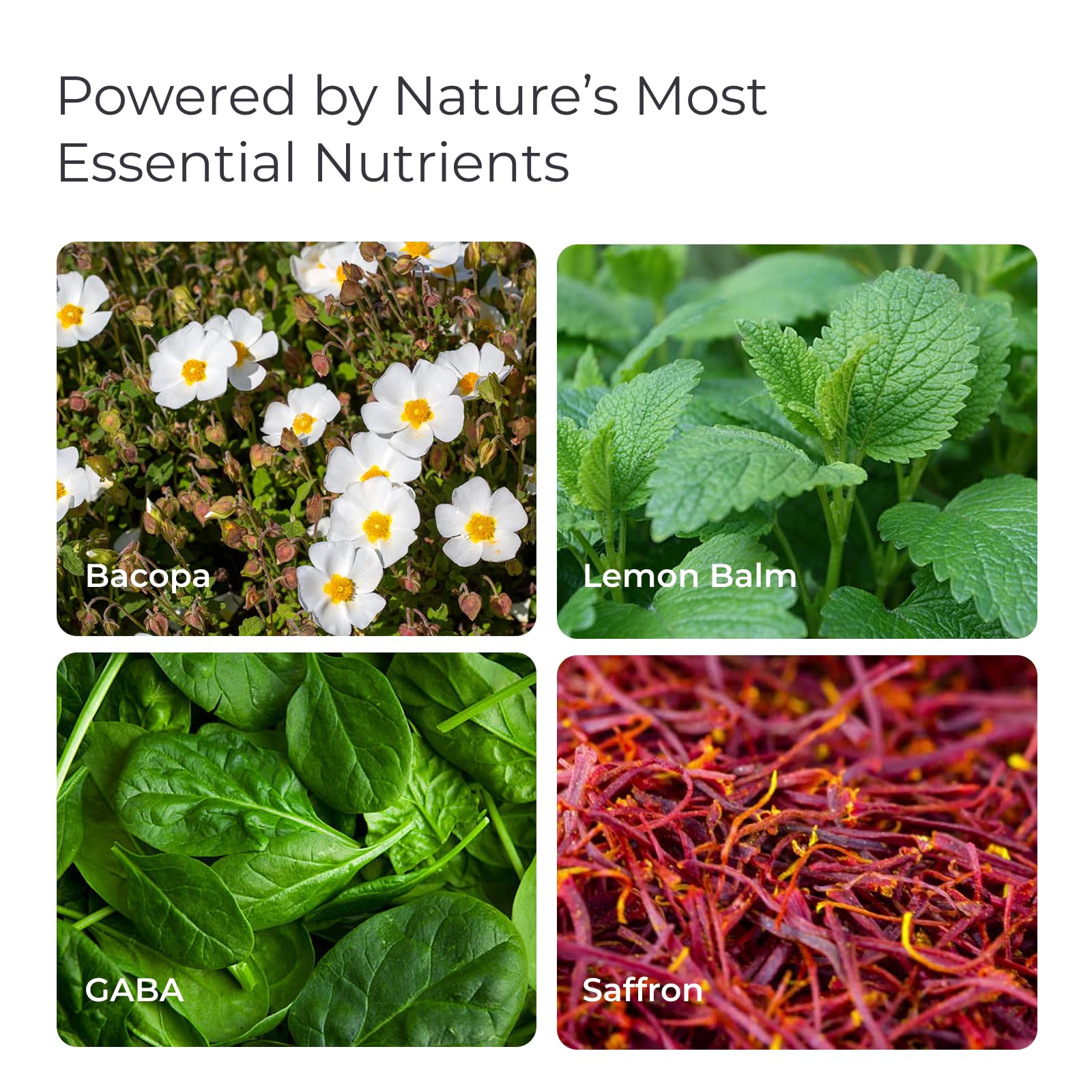 Livingood Daily Mood Support label closeup details Lemon Balm and Saffron within the 14‑in‑1 mix.