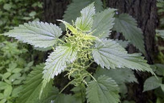 Lost Empire Herbs nettle root packaging with label and information.