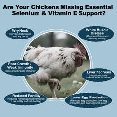 Chickens in coop with LuxeVib bottle for daily supplement routine