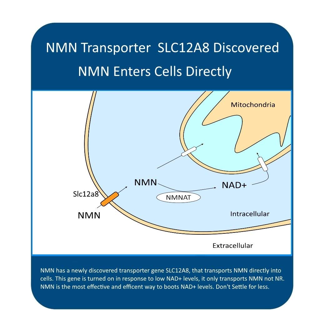 Close-up of MAAC10 NMN capsules with clean labeling for trust